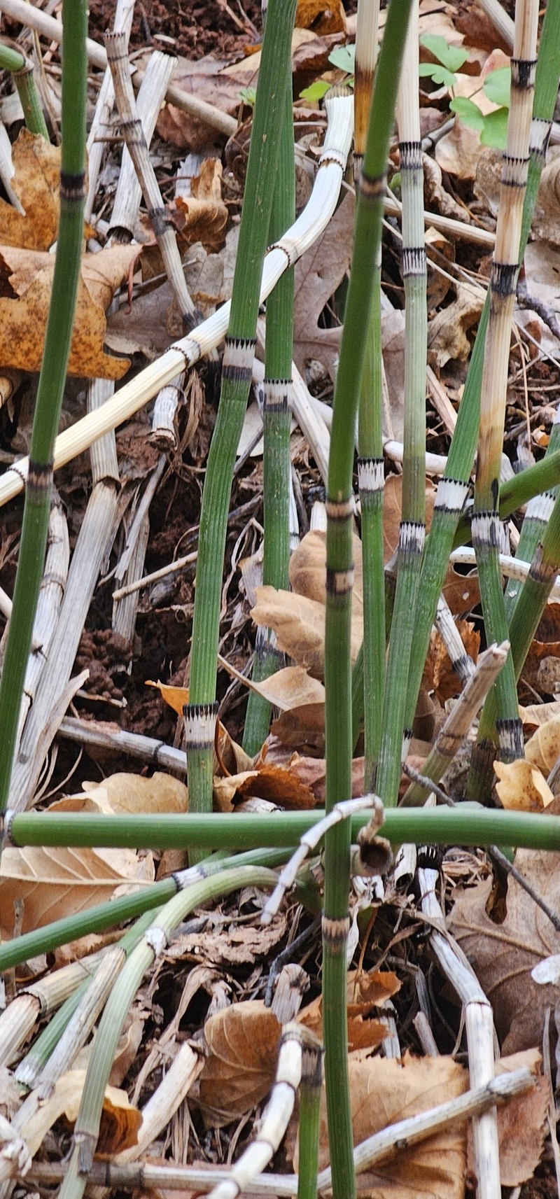 Equisetum ferrissii photo 8