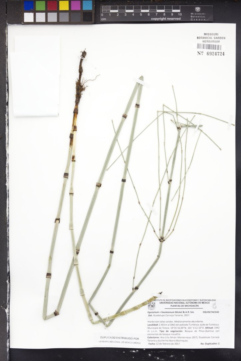 Equisetum × haukeanum