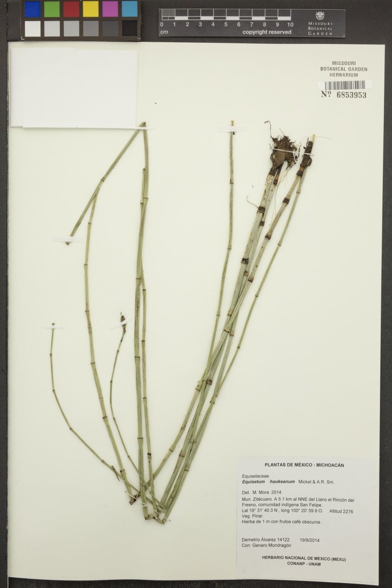 Equisetum × haukeanum photo 2