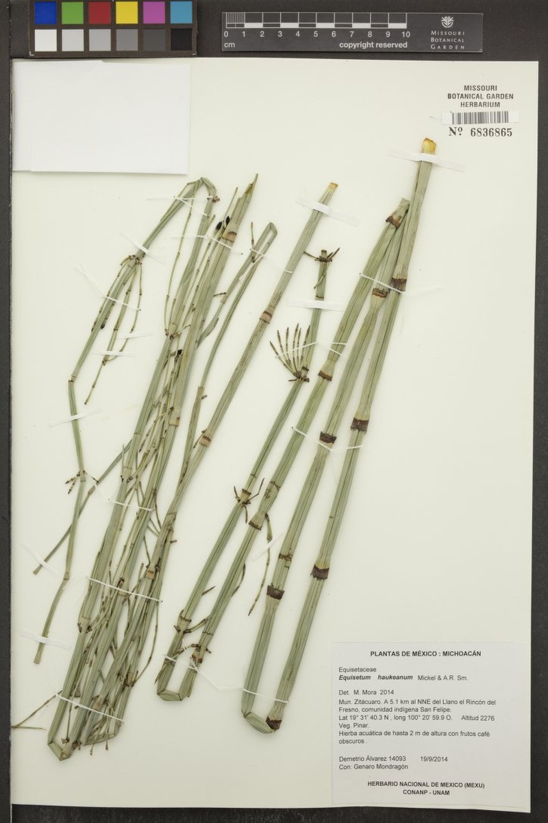 Equisetum × haukeanum photo 3