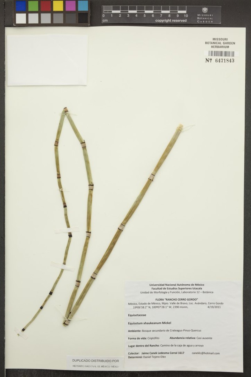 Equisetum × haukeanum photo 4