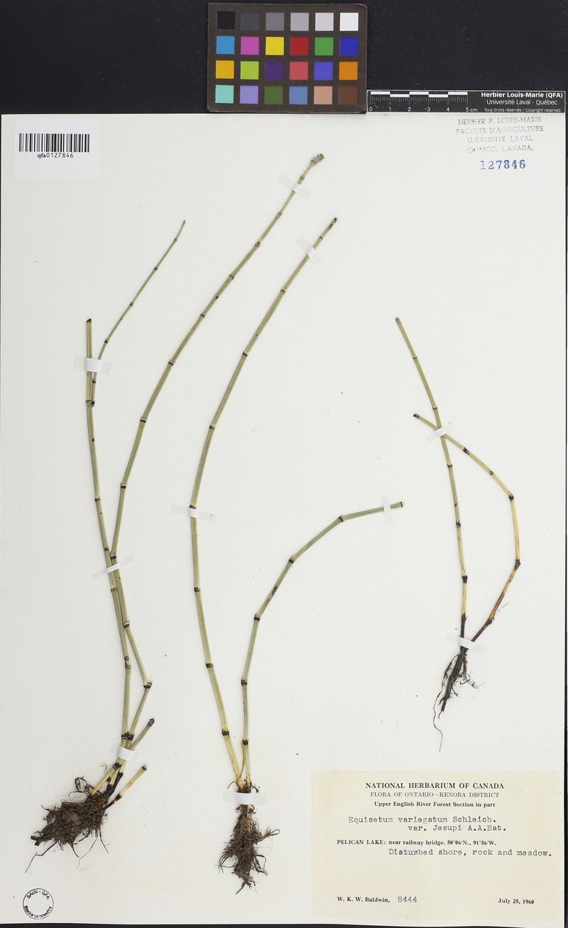 Equisetum × jesupii photo 4