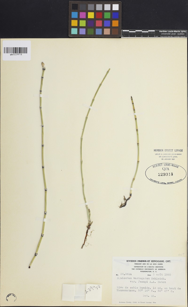Equisetum × jesupii photo 6