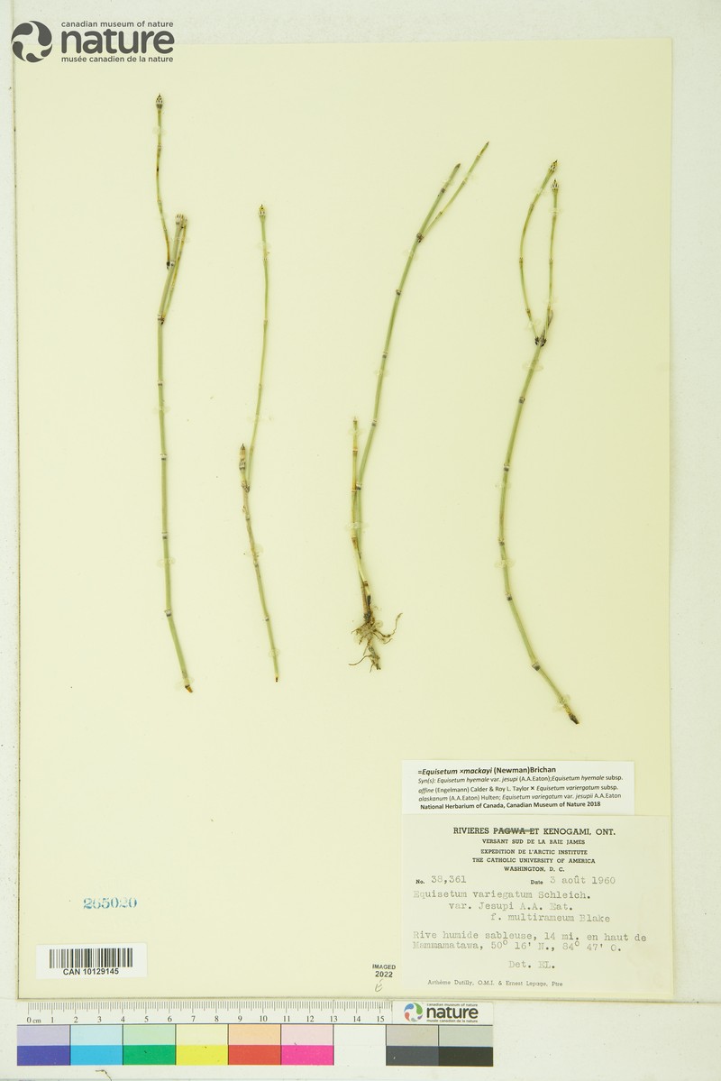 Equisetum × jesupii photo 7
