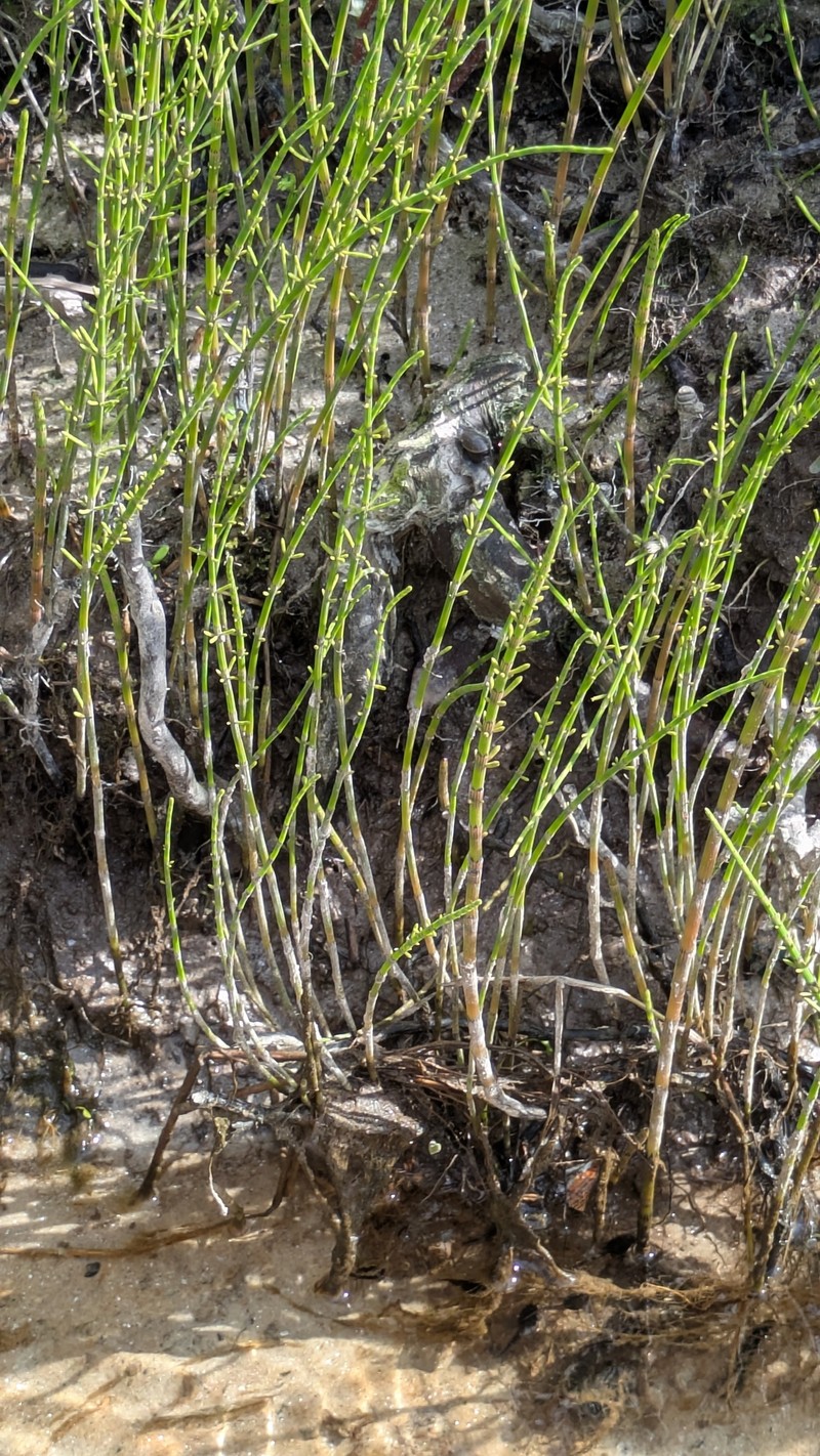 Horsetail