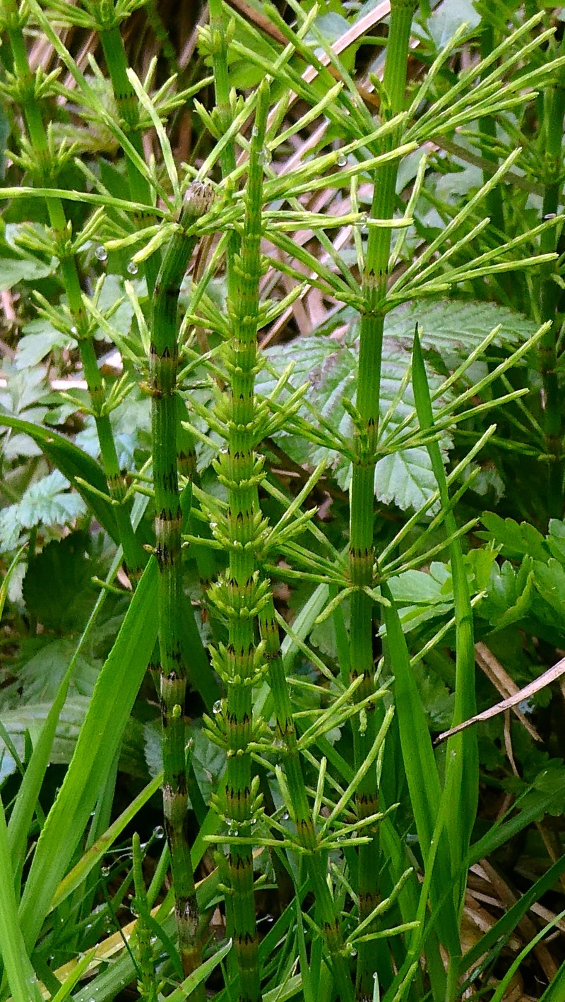 Horsetail photo 2