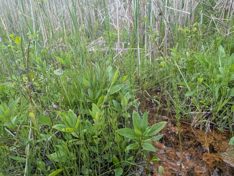 Horsetail photo 3