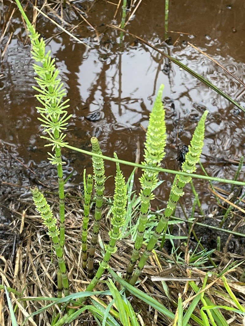 Horsetail photo 4