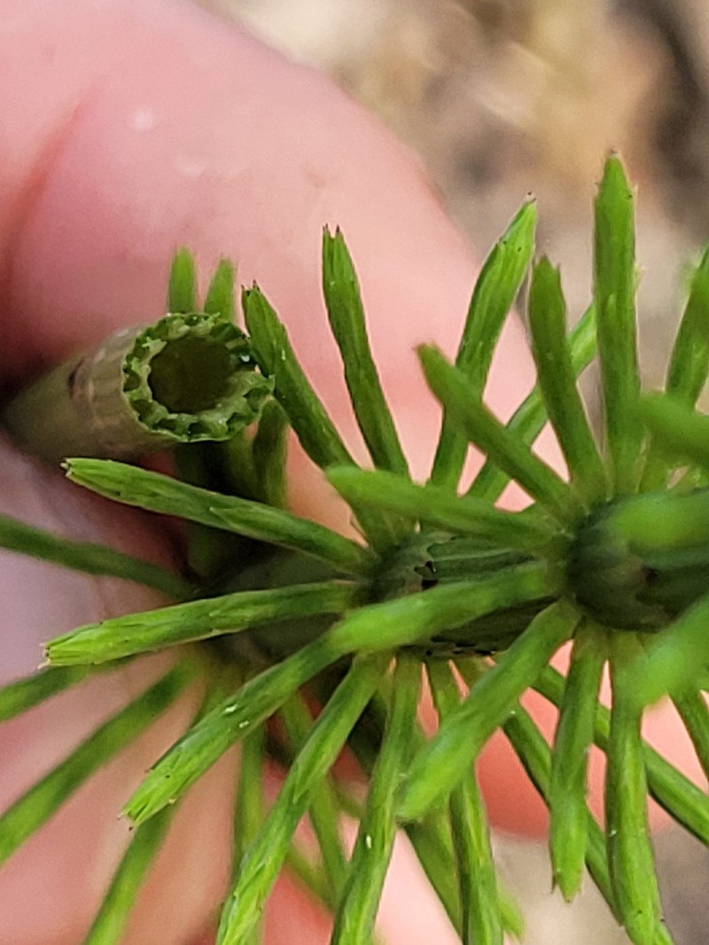 Horsetail photo 5