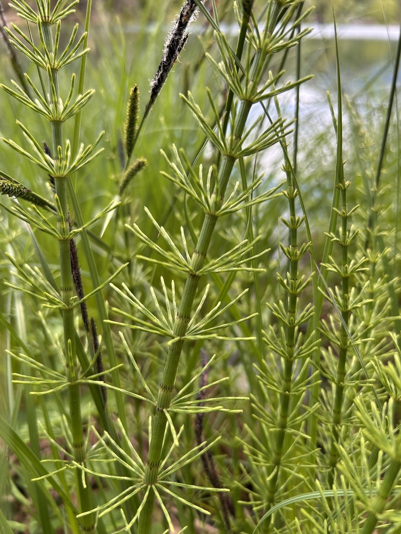 Horsetail photo 6