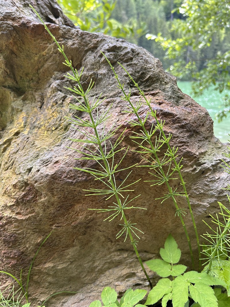 Horsetail photo 7