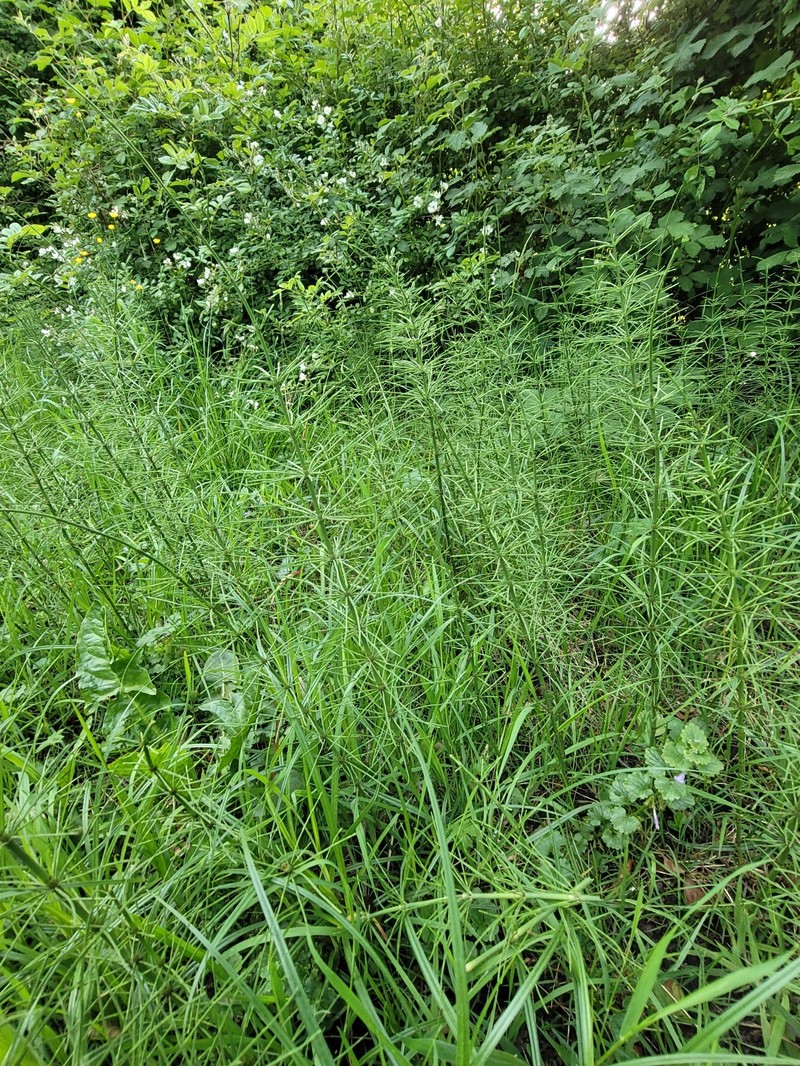 Horsetail photo 8