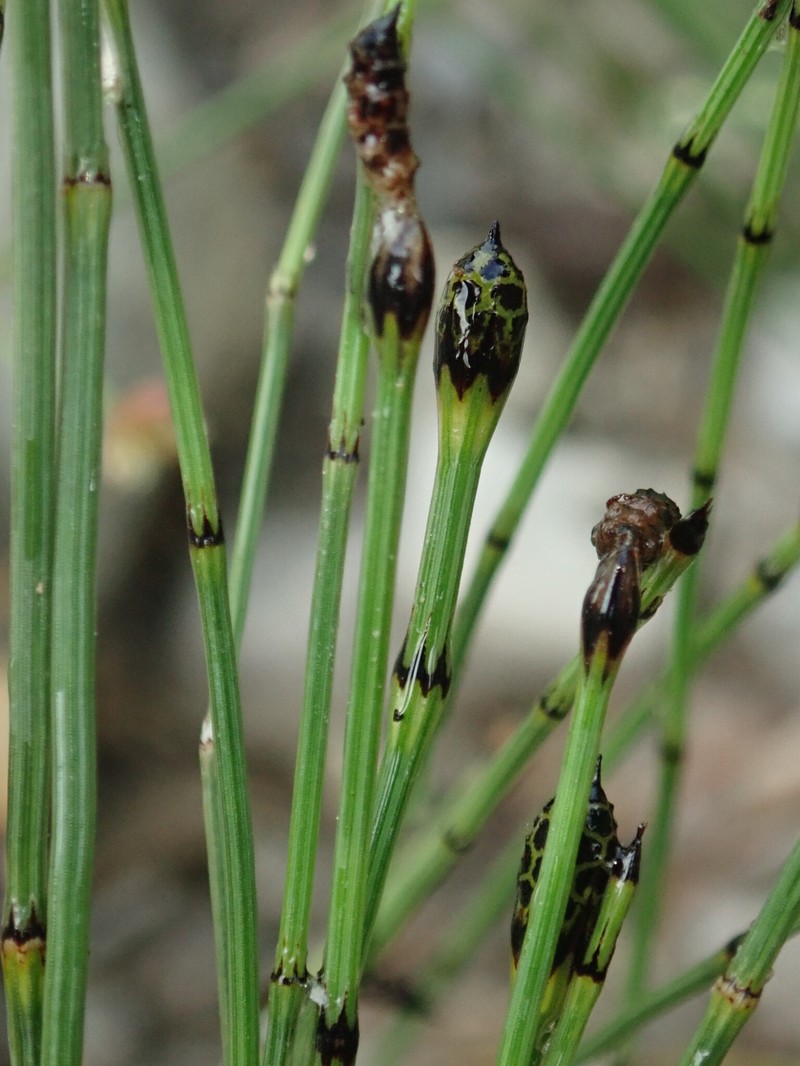 Equisetum × meridionale