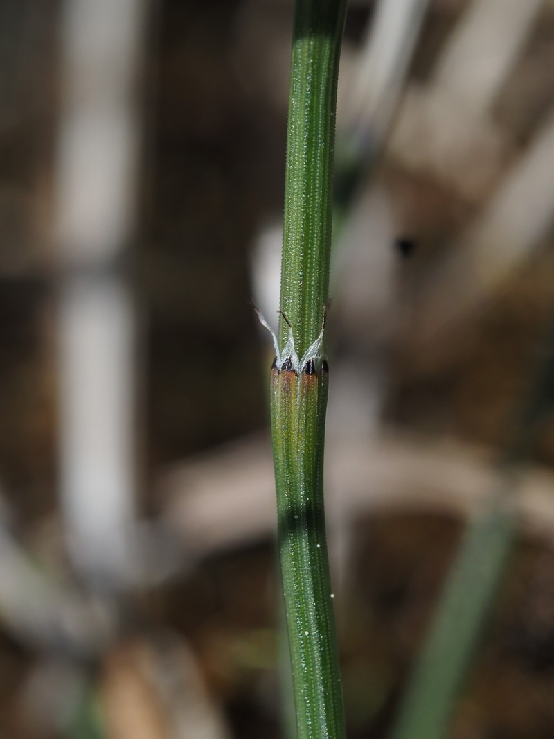 Equisetum × meridionale photo 3