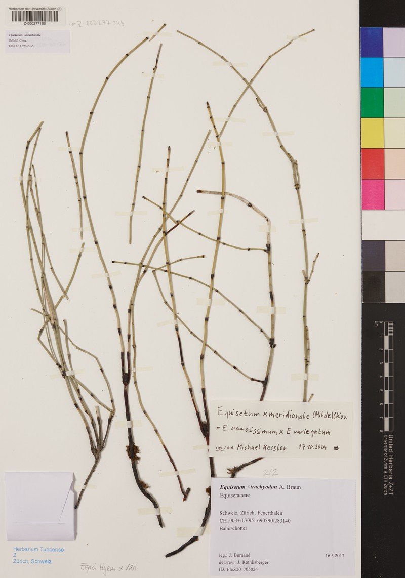 Equisetum × meridionale photo 4