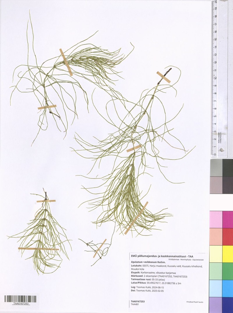Equisetum × mildeanum