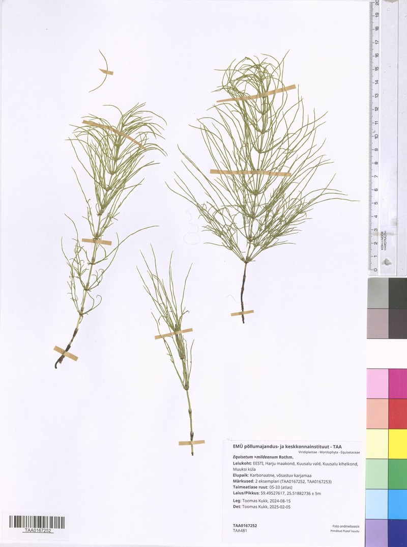 Equisetum × mildeanum photo 2