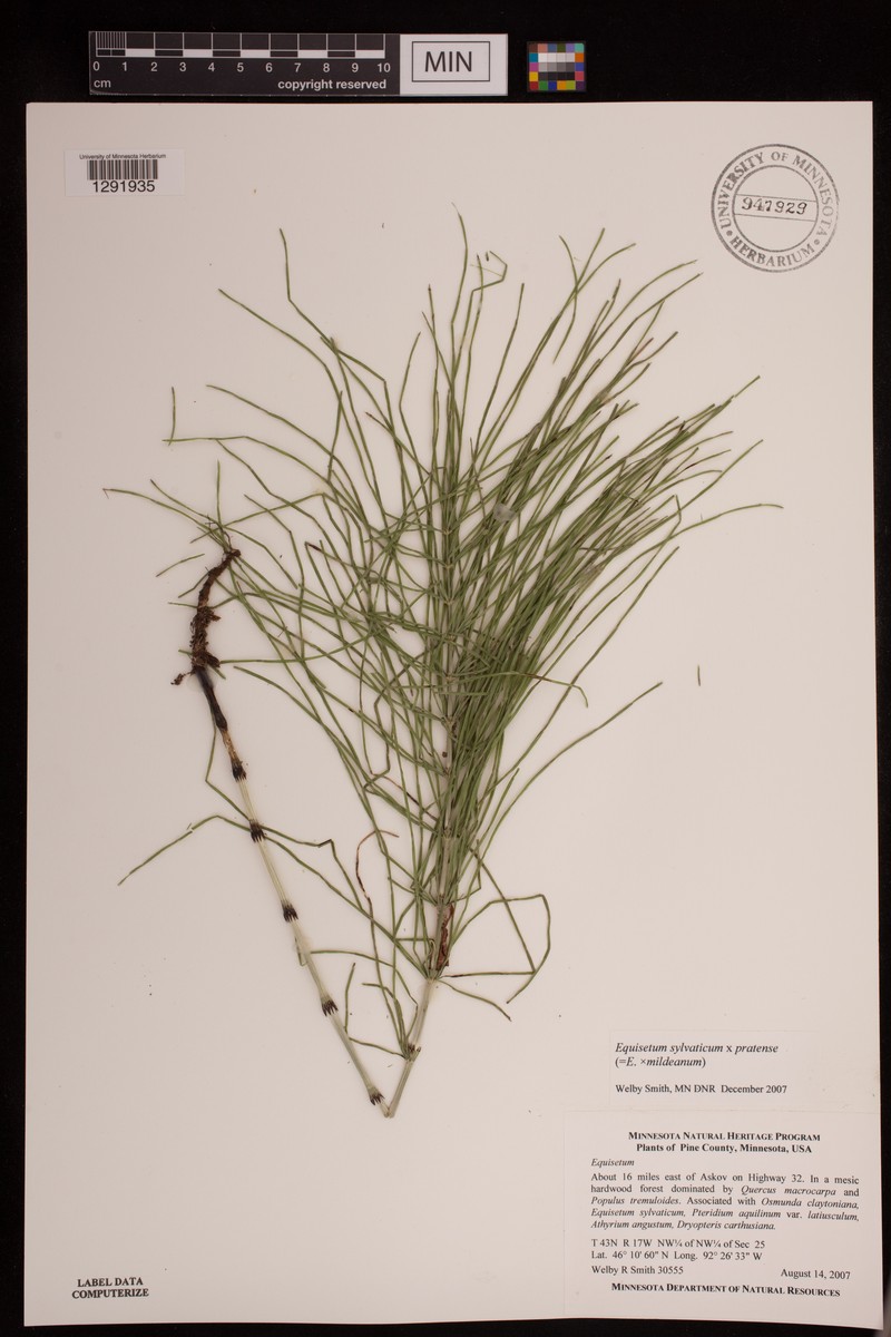 Equisetum × mildeanum photo 3