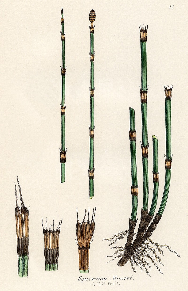Equisetum × moorei