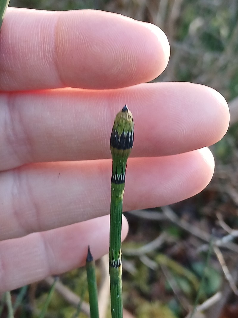 Equisetum × moorei photo 2