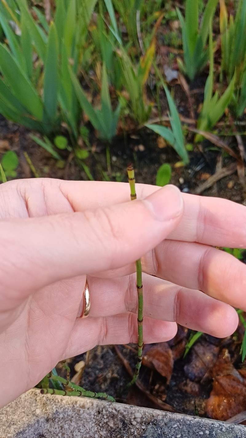 Equisetum × moorei photo 3