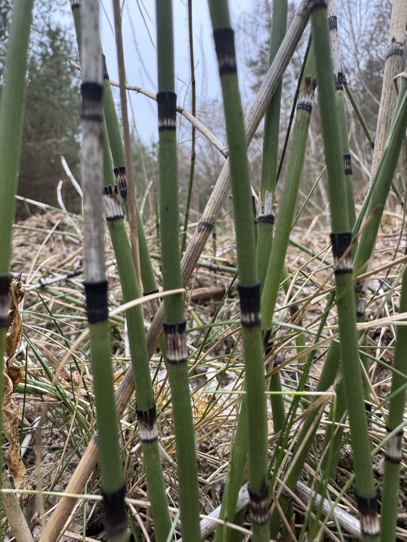 Equisetum × moorei photo 4