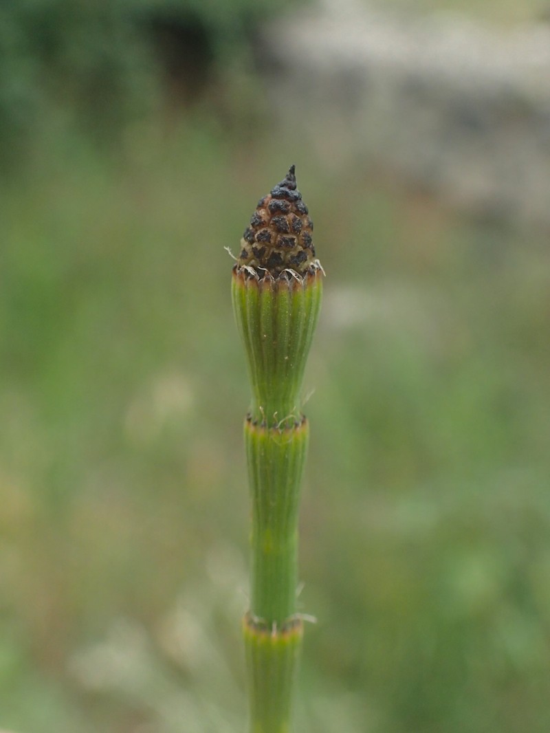 Equisetum × moorei photo 8