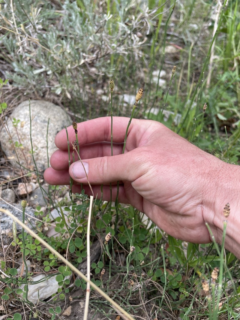 Horsetail