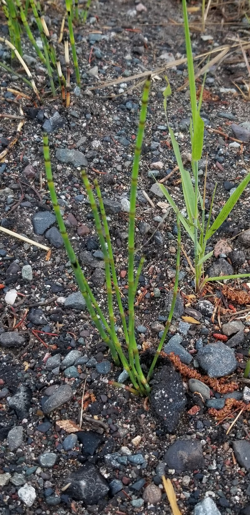 Horsetail photo 3