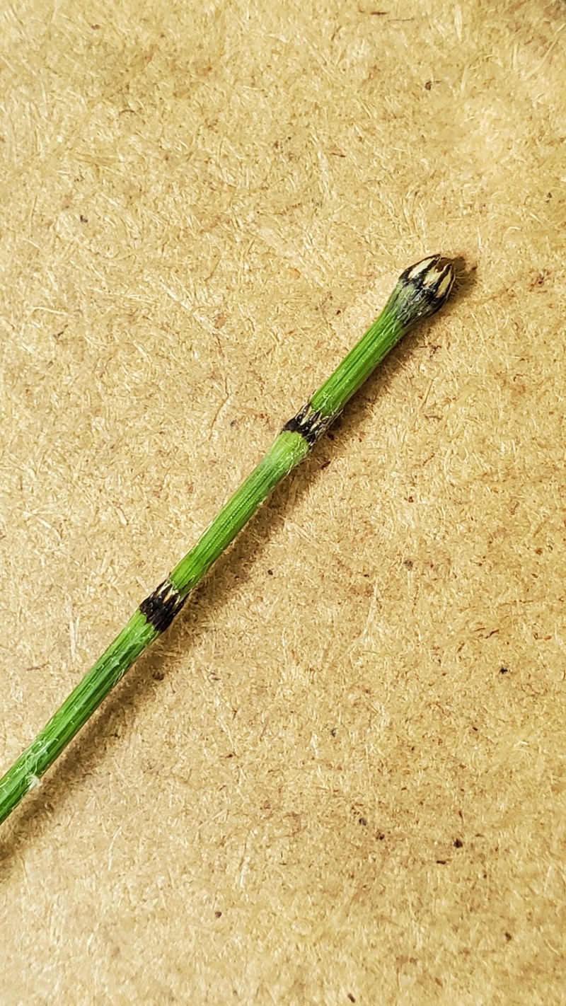 Horsetail photo 4