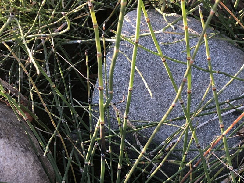 Horsetail photo 5