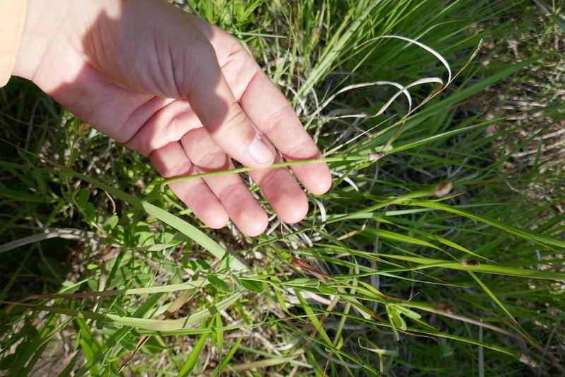 Horsetail photo 6