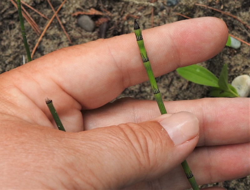 Horsetail photo 7