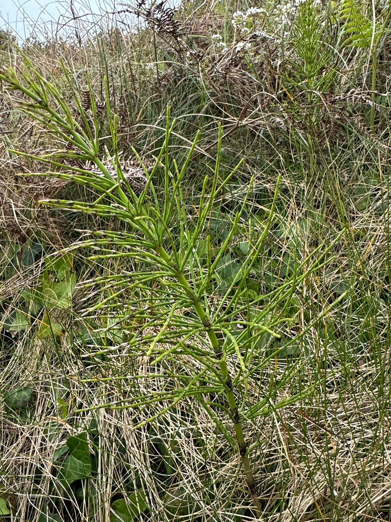 Equisetum × robertsii