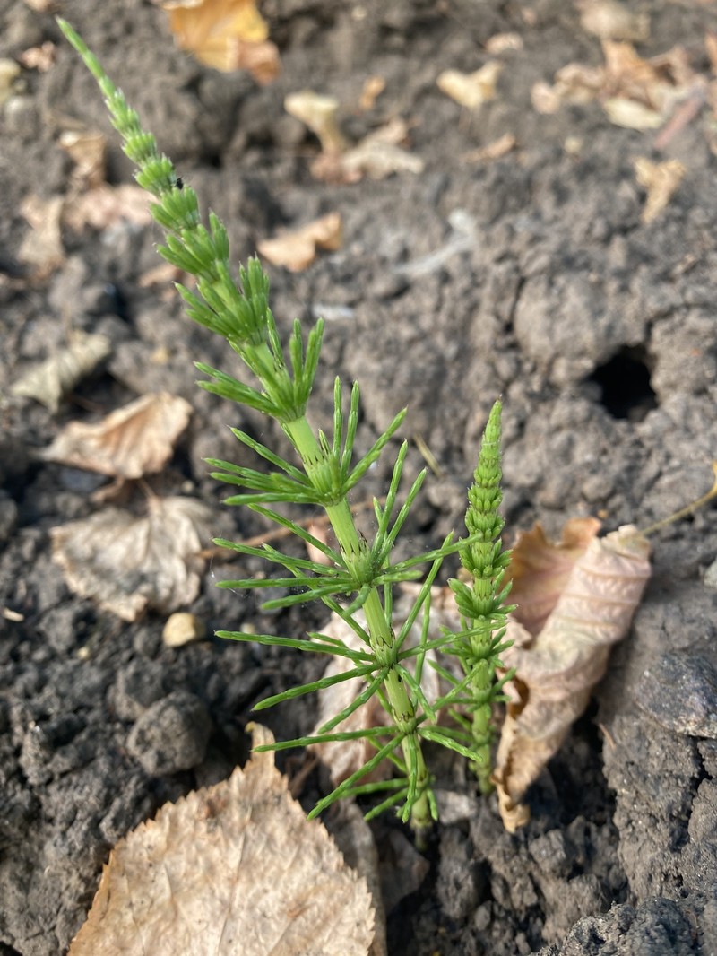 Equisetum × robertsii photo 2