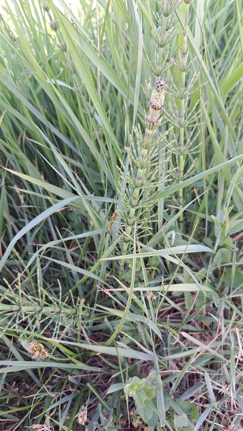 Equisetum × rothmaleri