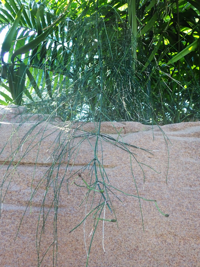 Equisetum × schaffneri