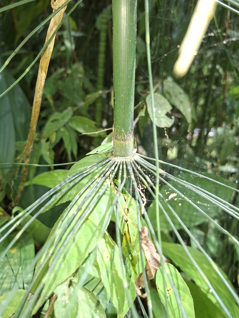 Equisetum × schaffneri photo 2