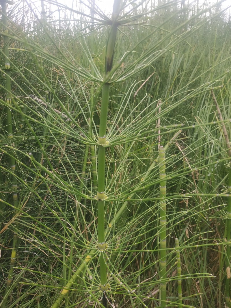 Equisetum × schaffneri photo 4