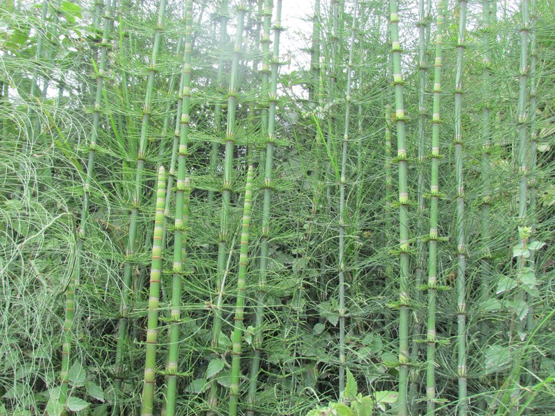 Equisetum × schaffneri photo 5