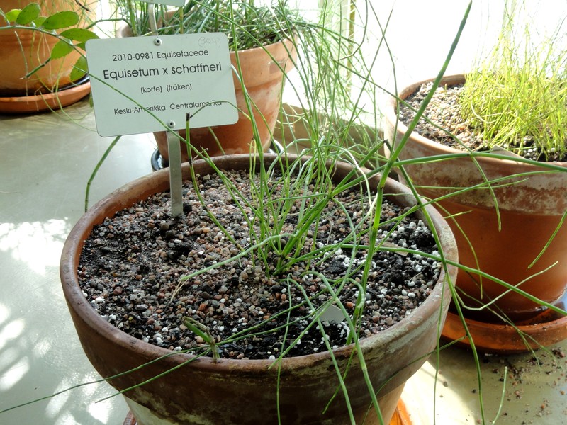 Equisetum × schaffneri photo 6