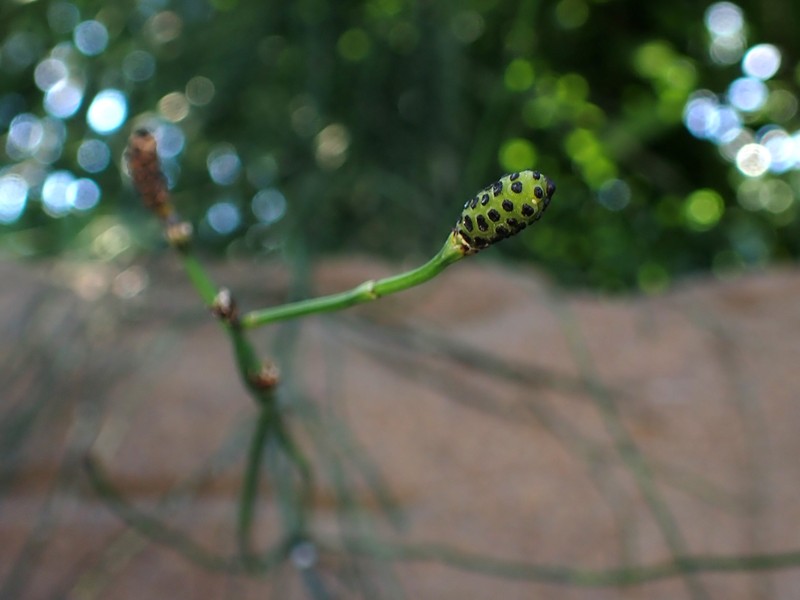 Equisetum × schaffneri photo 7