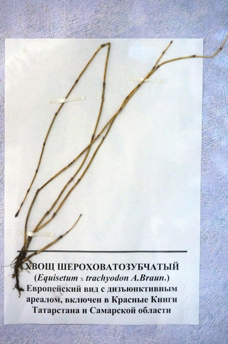 Equisetum × trachyodon