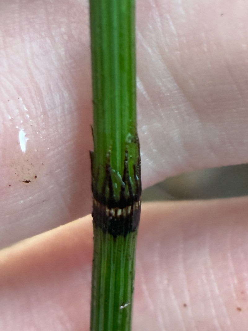 Equisetum × trachyodon photo 2