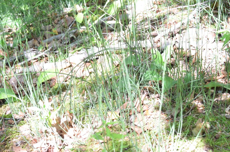 Equisetum × trachyodon photo 3