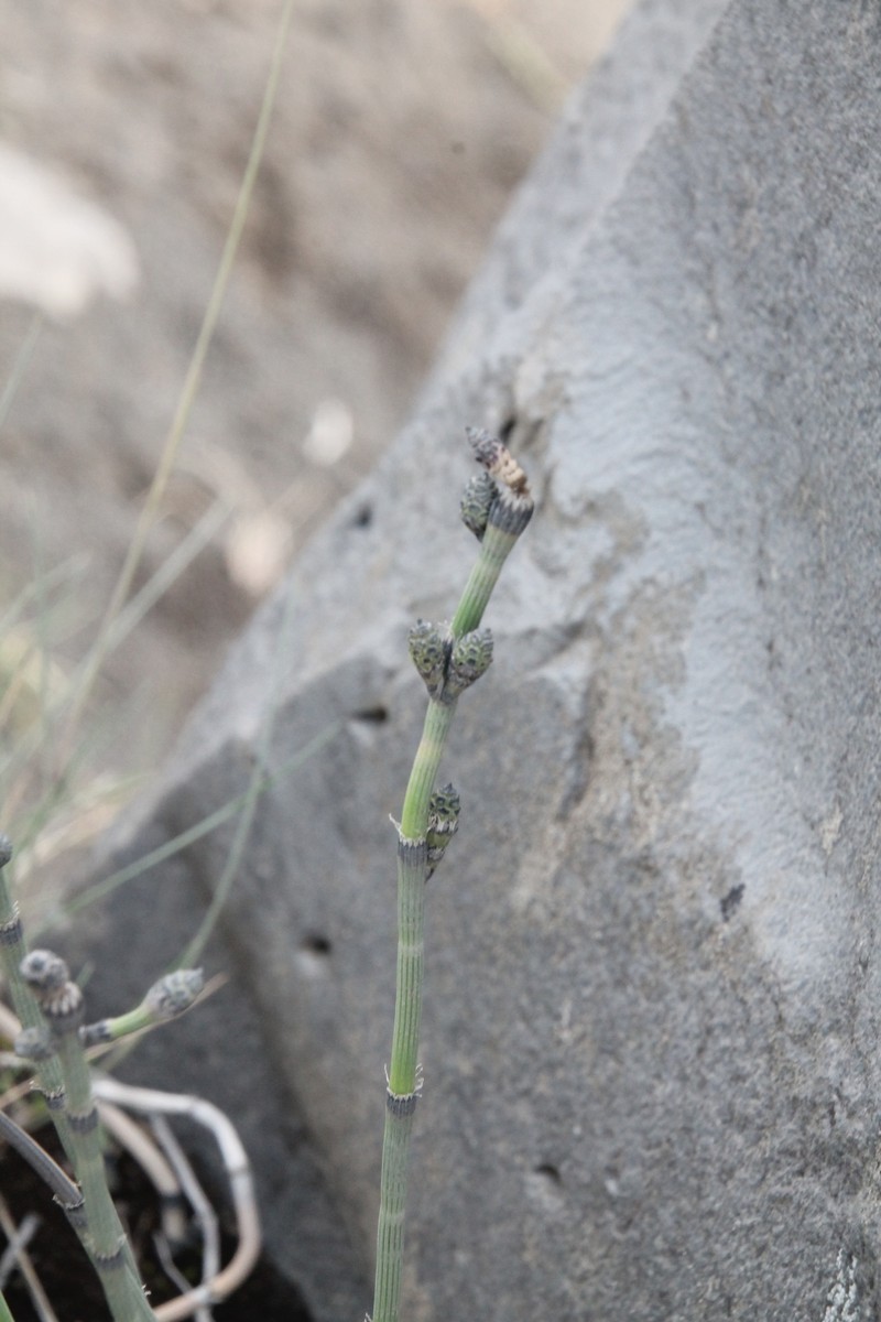 Equisetum × trachyodon photo 5