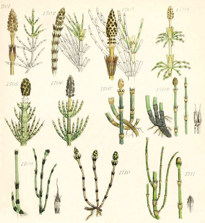 Equisetum × trachyodon photo 6