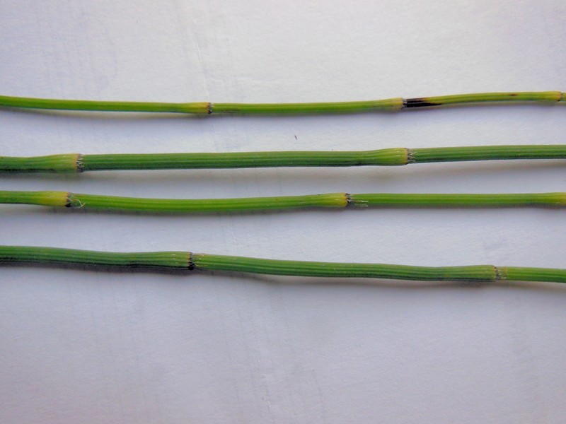 Equisetum × trachyodon photo 7
