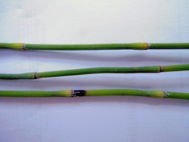 Equisetum × trachyodon photo 8