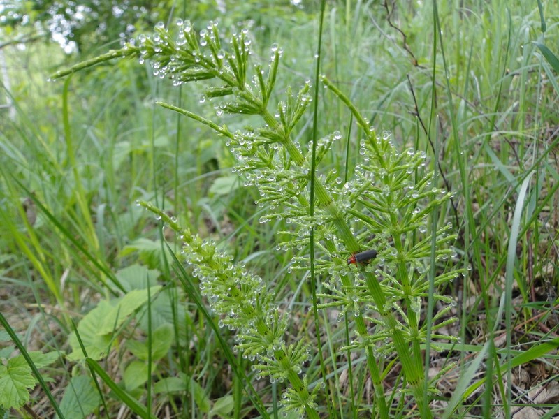 Field Horsetail